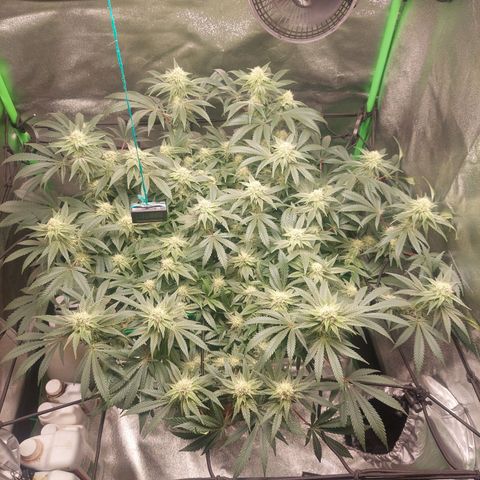 Royal Cookies growlog timeline photo
