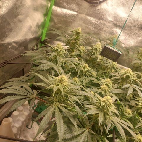 Royal Cookies growlog timeline photo