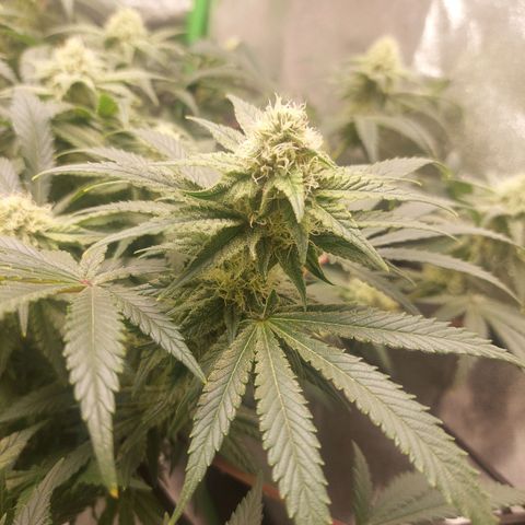 Royal Cookies growlog timeline photo