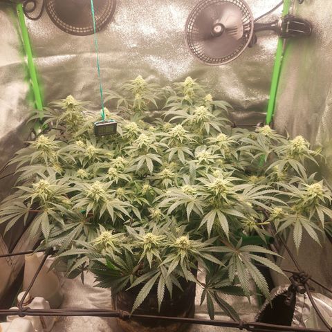 Royal Cookies growlog timeline photo