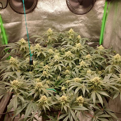 Royal Cookies growlog timeline photo