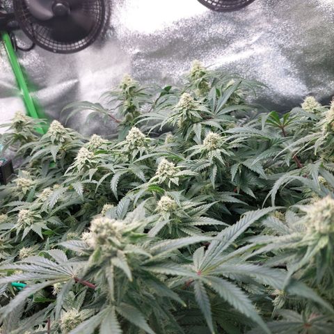Royal Cookies growlog timeline photo