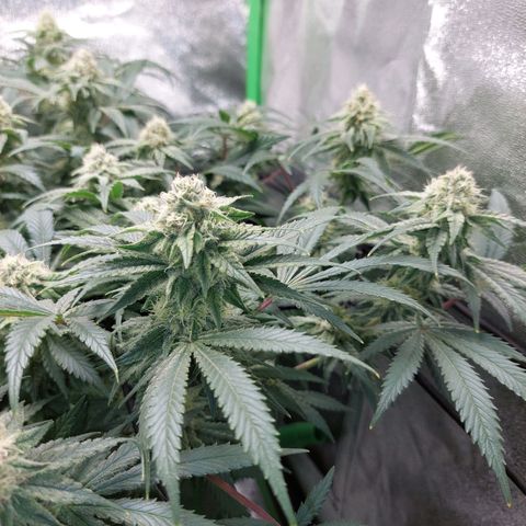 Royal Cookies growlog timeline photo