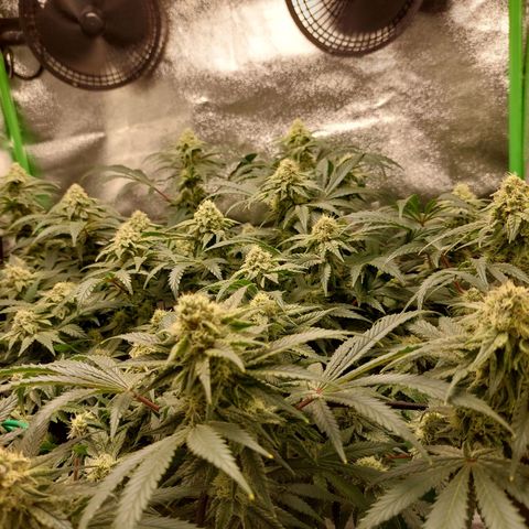 Royal Cookies growlog timeline photo