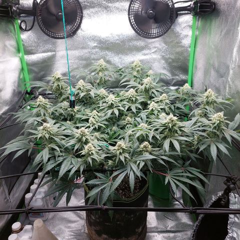 Royal Cookies growlog timeline photo