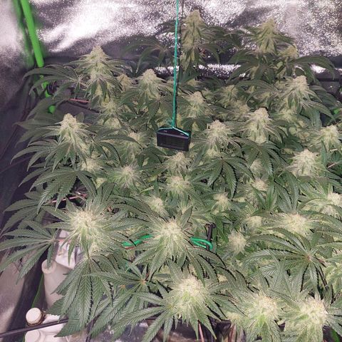 Royal Cookies growlog timeline photo