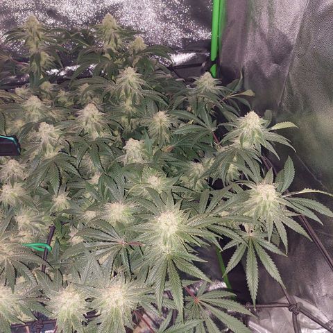 Royal Cookies growlog timeline photo