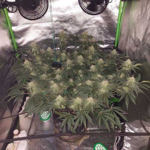 Royal Cookies growlog timeline photo