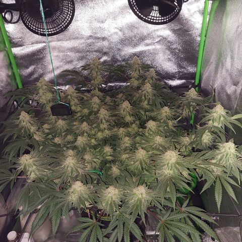 Royal Cookies growlog timeline photo