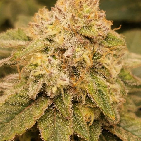 Royal Cookies growlog timeline photo