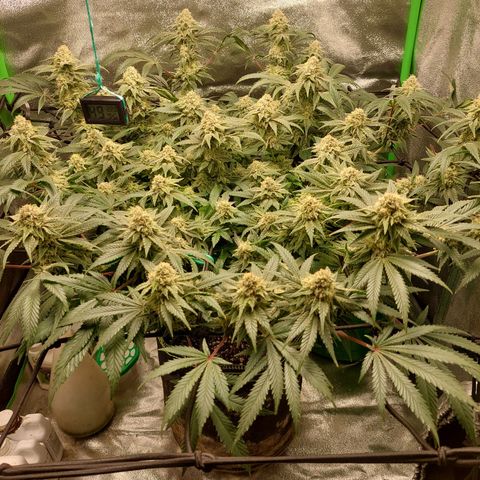 Royal Cookies growlog timeline photo