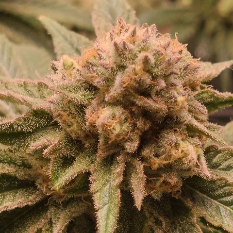 Royal Cookies growlog timeline photo