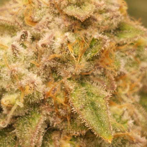 Royal Cookies growlog timeline photo