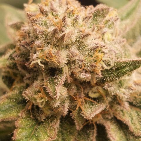 Royal Cookies growlog timeline photo