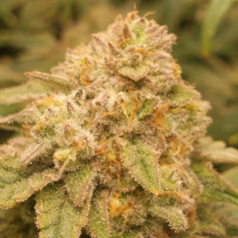 Royal Cookies growlog timeline photo