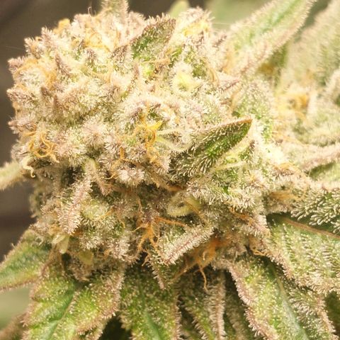 Royal Cookies growlog timeline photo