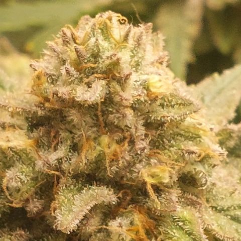 Royal Cookies growlog timeline photo