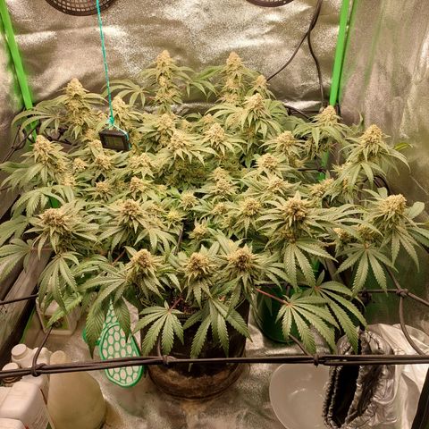 Royal Cookies growlog timeline photo