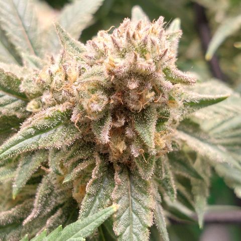 Royal Cookies growlog timeline photo