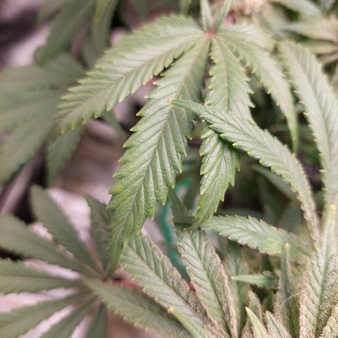 Royal Cookies growlog timeline photo