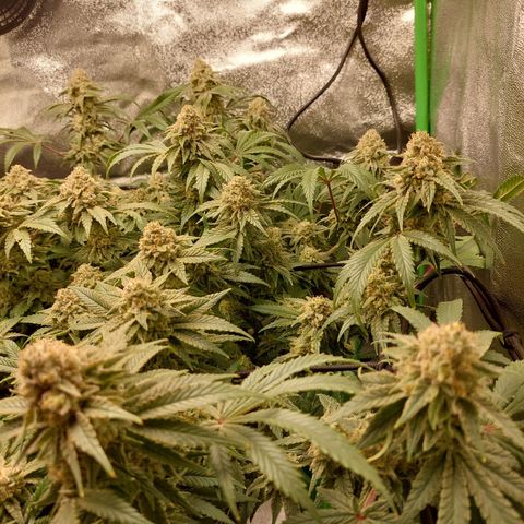 Royal Cookies growlog timeline photo