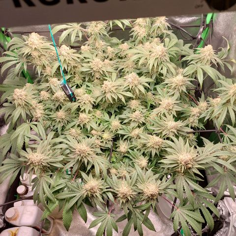 Royal Cookies growlog timeline photo