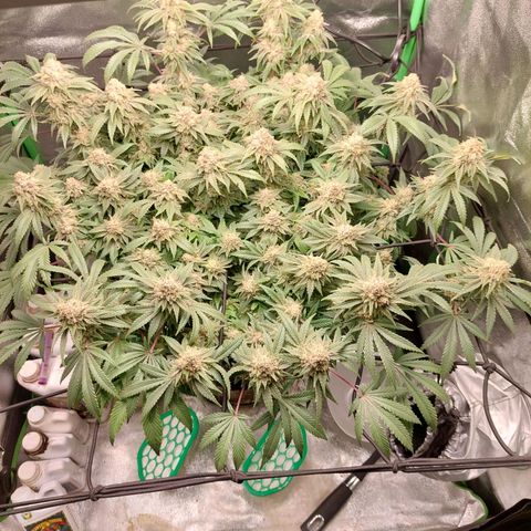 Royal Cookies growlog timeline photo