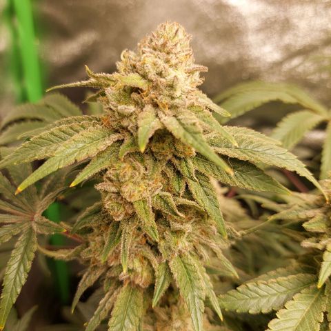Royal Cookies growlog timeline photo