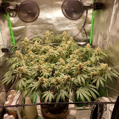 Royal Cookies growlog timeline photo