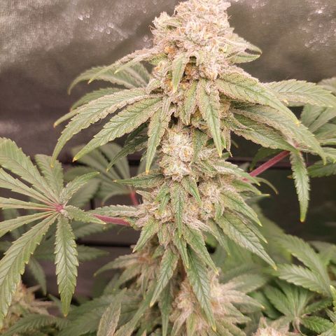 Royal Cookies growlog timeline photo