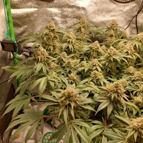 Royal Cookies growlog timeline photo