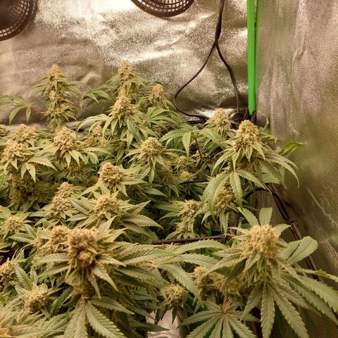 Royal Cookies growlog timeline photo