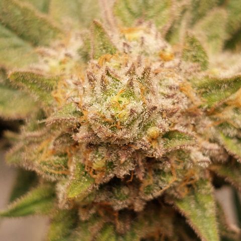 Royal Cookies growlog timeline photo