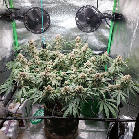 Royal Cookies growlog timeline photo