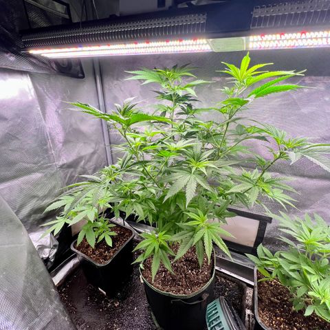 Gorilla Glue growlog photo: After trim and transplant 