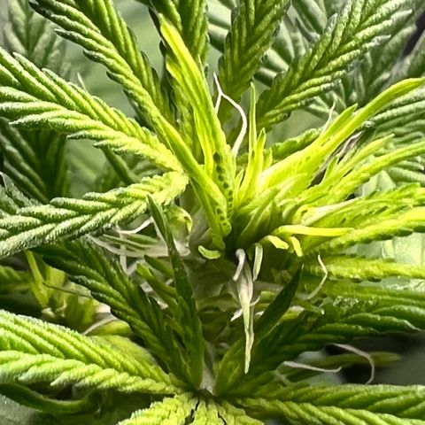 Gorilla Glue growlog timeline photo