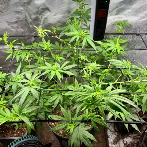 Gorilla Glue growlog timeline photo