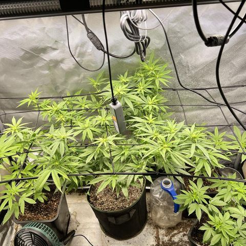 Gorilla Glue growlog timeline photo