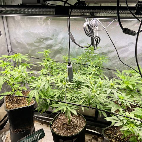 Gorilla Glue growlog timeline photo