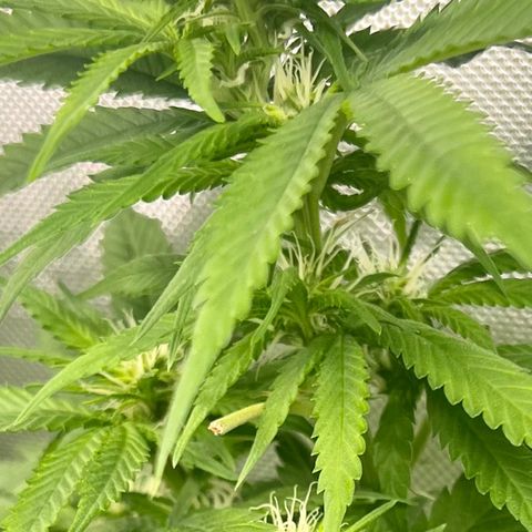 Gorilla Glue growlog timeline photo