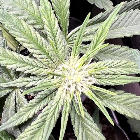 Cherry Bomb growlog timeline photo