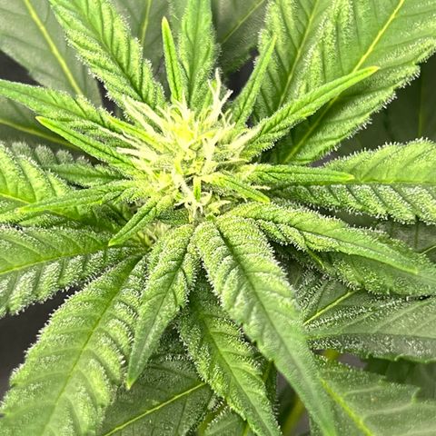 Cherry Bomb growlog timeline photo
