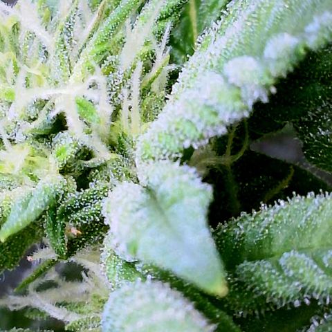 Cherry Bomb growlog timeline photo