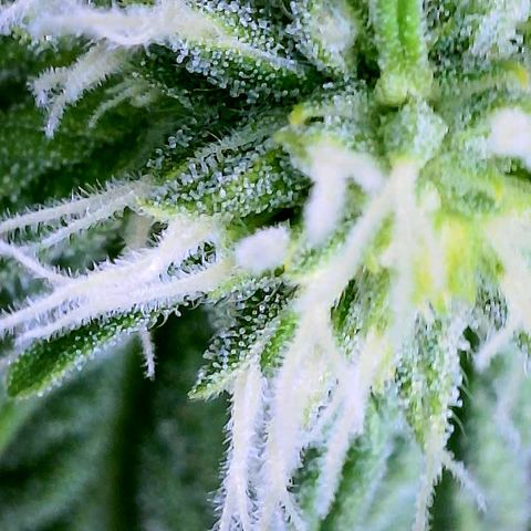 Cherry Bomb growlog timeline photo