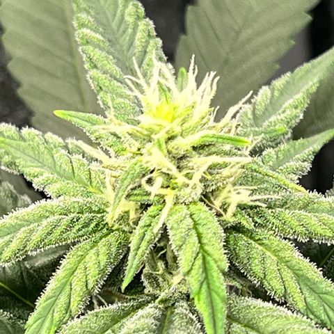 Cherry Bomb growlog timeline photo