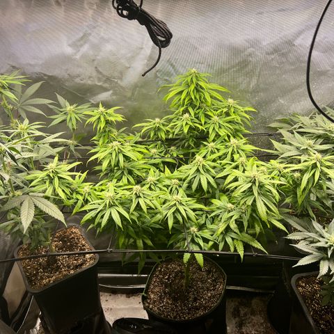 Gorilla Glue growlog timeline photo