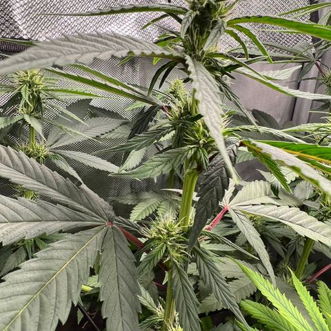 Gorilla Glue growlog timeline photo