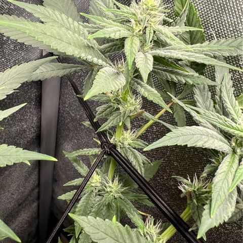Cherry Bomb growlog timeline photo