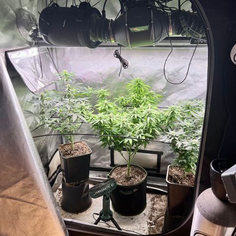 Cherry Bomb growlog timeline photo