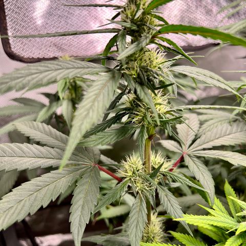Gorilla Glue growlog timeline photo